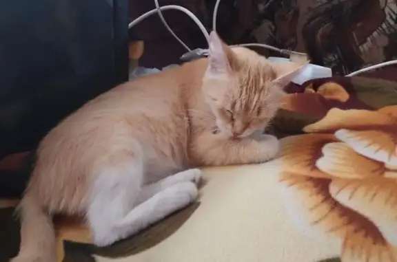 Кошки потеряшки, Успенка, фото: Потеряшка кошка в Успенке, Тюменская обл.