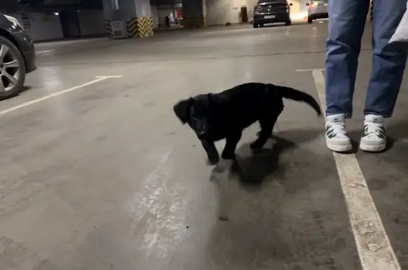 Найдена собака, Саранск, фото: Найдена собака, Волгоградская 71, Саранск