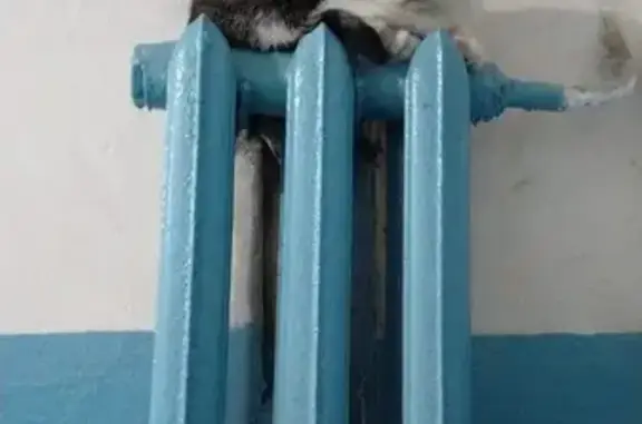 Найдена кошка, Белгород, фото: Кошка найдена: ул. Конева, Белгород