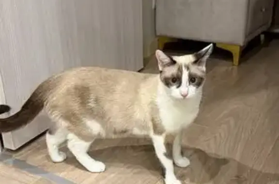 Кошки потеряшки, , фото: Потеряшка кошка, ул. Державина 12