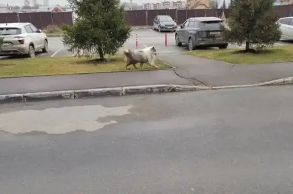 Найдена собака, , фото: Собака найдена: ул. Тукая, 47, Новое Шигалеево