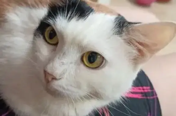 Пропала кошка, Большая Покровская 22