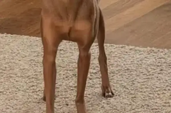 Пропала собака, ул. Шевченко 52, Саратов