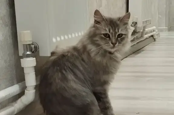 Пропала кошка, Батайск, Волжская 6