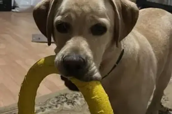 Собаки потеряшки, Казань, фото: Потеряшка собака, Казань, ул. 50