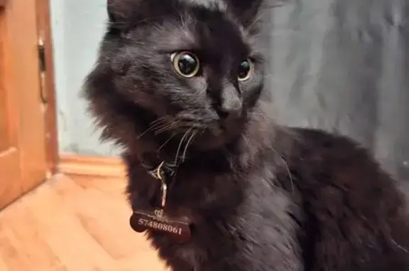 Кошки потеряшки, Тбилиси, фото: Потеряшка кошка Луна, 425 Тбилиси