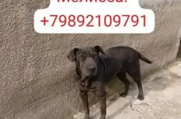 Пропала чёрная собака, ул. Тургенева 88