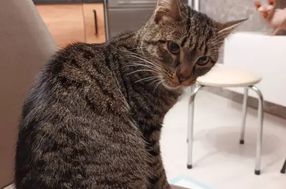 Найдена кошка, Краснодар, фото: Кошка найдена: ул. Героя Аверкиева, 22