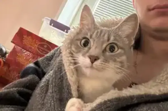 Пропала кошка, Каргопольская 17, Москва