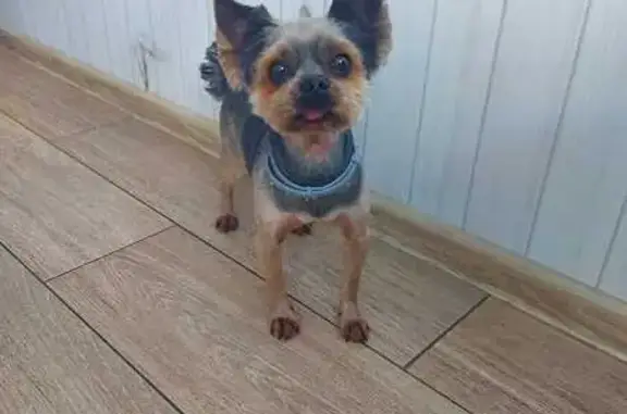 Пропала собака, 4-я Парковая ул., 7