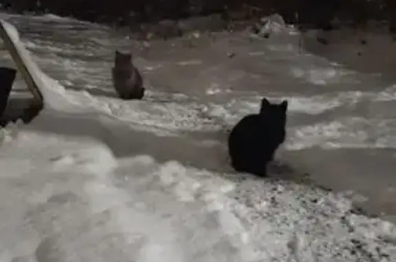 Объявления о пропавших и найденных животных, Майма, фото: Кошки ищут дом: Подгорная 111/2, Майма