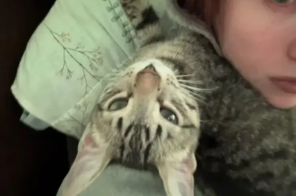 Потерянные животные Москва, фото: Пропала серая кошка, Анненская 3, Москва