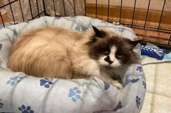 Кошка найдена: Путилково, МО