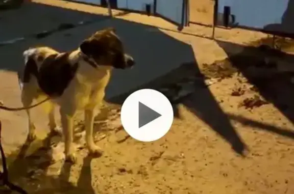 Пропала собака, ул. Бажова, 166, Екатеринбург