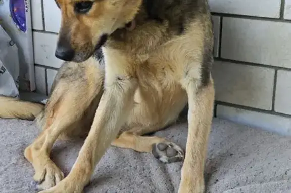 Пропала собака, Пригородная 228, Ставрополь