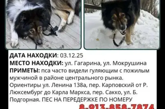 Найдена собака, Томск, фото: Найдена собака у Ленина 138а, Томск