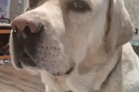 Пропала собака, ул. Пионеров 7, Барнаул