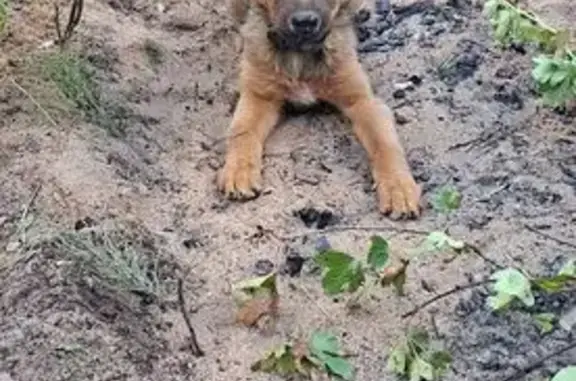 Коричнево-рыжая,шерсть удлиннённая,голубой ошейник,ушки домиком ,кончики свисают,хвост длинный