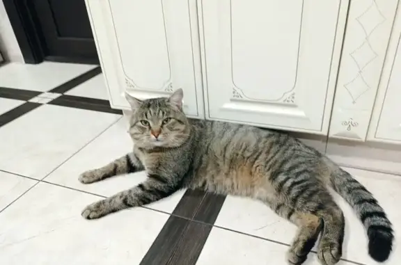 Пропала кошка, Огородная ул., Белокуриха