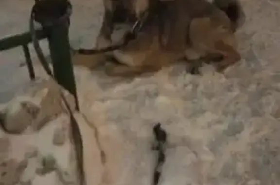 Найдена собака, Томск, фото: Собака найдена: ул. Энтузиастов, 33-35, Томск