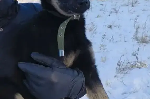 Найдена собака, Чита, фото: Найден пёс-подросток, Ленинградская ул., Чита