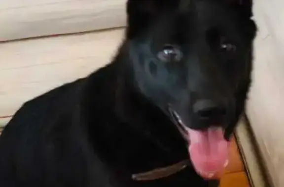 Собаки потеряшки, Нижний Новгород, фото: Потеряшка собака, ул. Чаадаева, Нижний Н.