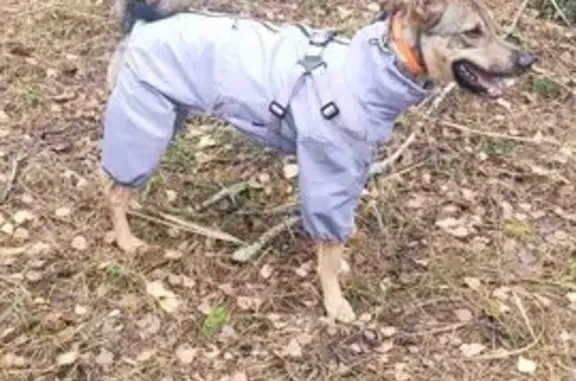 Пропал пёс Дар, Ласково — Деулино