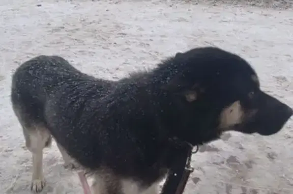 Найдена собака, Томск, фото: Собака найдена на пр. Ленина, 230А, Томск