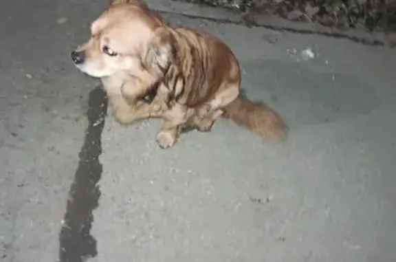 Найдена собака, Самара, фото: Собака ищет хозяйку, Чапаевская 43, Самара