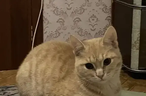 Кошки потеряшки, Иваново, фото: Потеряшка кошка, пр. Строителей 114, Иваново