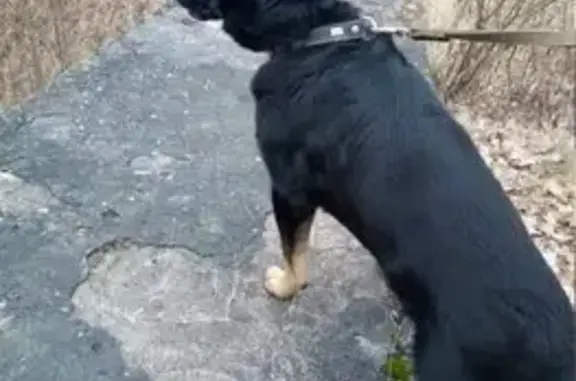 Пропала собака в Ветрово, Калининградская обл.