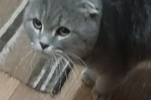 Найдена кошка, Макеевка, фото: Кот найден: Черняховского 26, Макеевка