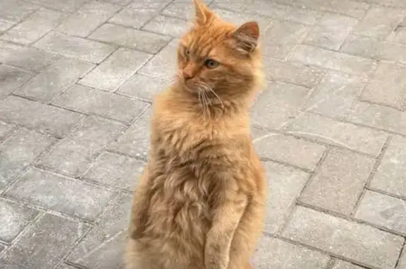 Пропала кошка, Кубинка 2, ул. Тросна