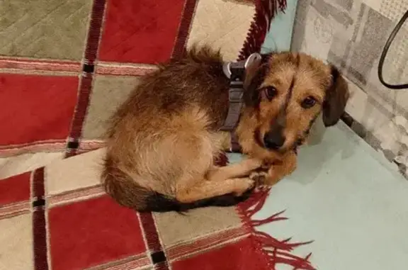 Пропала собака, пр. Карла Маркса 352, Самара