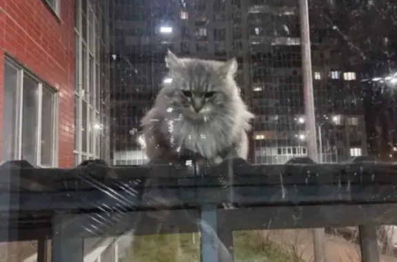 Найдена кошка, Воронеж, фото: Кошка найдена на Артамонова, 22Л, Воронеж