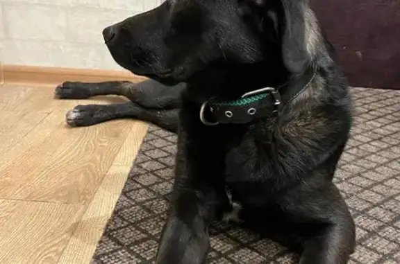 Найдена собака, Калуга, фото: Найдена собака, Моторная ул. 7/7, Калуга