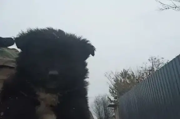 Пропала собака, ул. Репина, 94, Екатеринбург