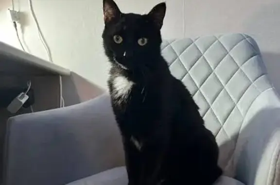 Пропала кошка, ул. Кирова, 14, Балахна