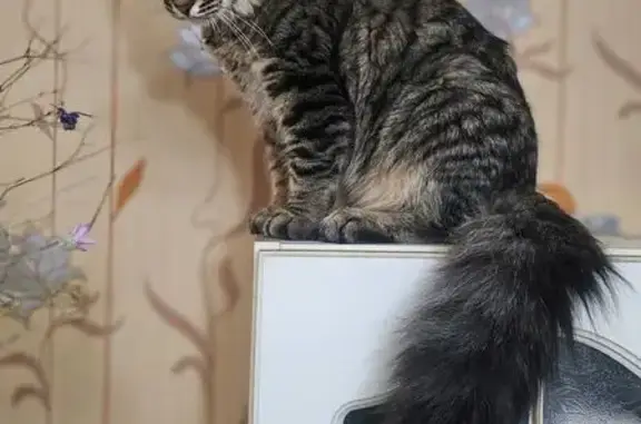 Пропала кошка, Новочеркасск, Севастопольская 15