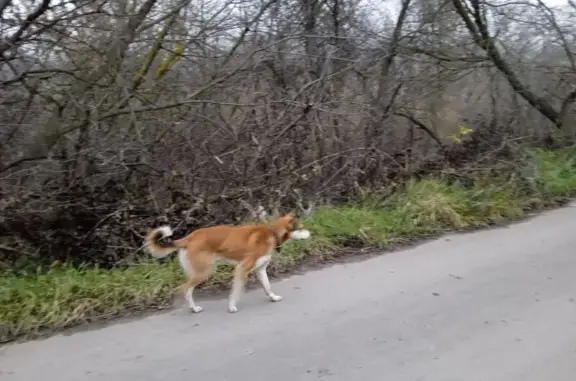 Найденные животные , фото: Собака найдена на Чкалова 45, Тамбов