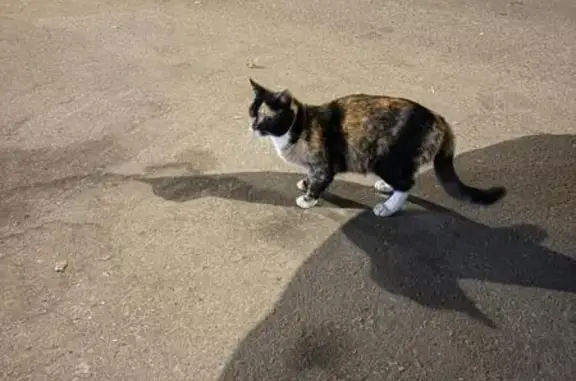 Найдена кошка, Москва, фото: Трехцветная кошка найдена на Братиславской, 18