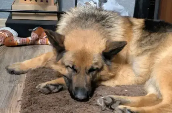 Найдена собака, Екатеринбург, фото: Собака найдена: Профсоюзная 14, Екатеринбург