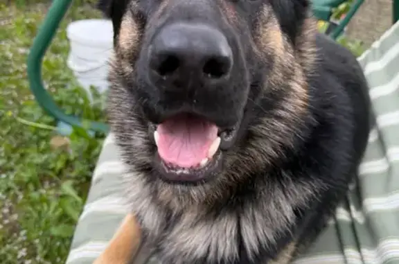 Пропала овчарка, МО, зонарный окрас