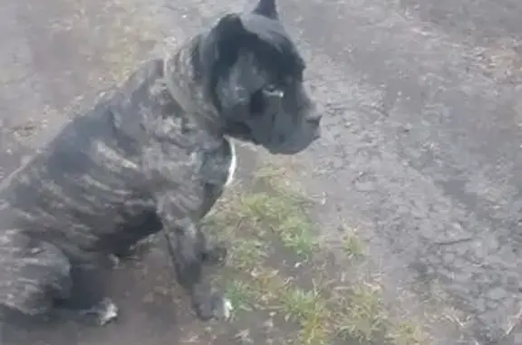 Найдена собака, , фото: Найдена собака, с. Долаково, Ингушетия