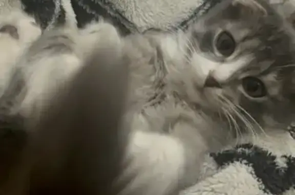 Пропала кошка, ул. Стойкости, 18 к2