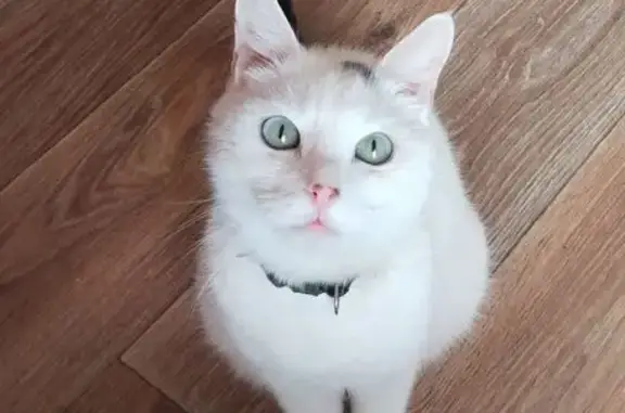 Пропала белая кошка, Пятигорск, Транзитная 1А