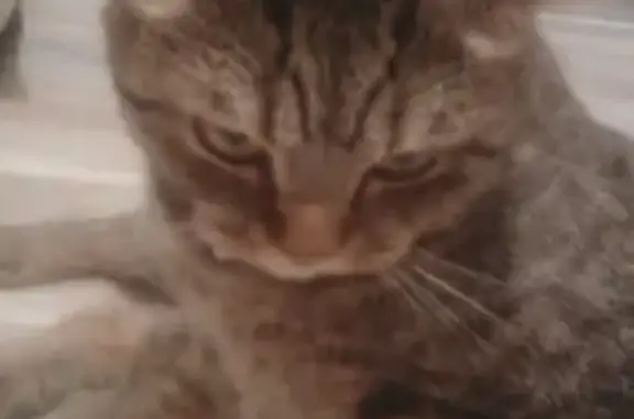 Пропал кот Тимон, Новосондецкий бул., 11