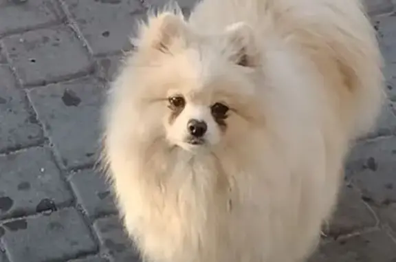 Собаки потеряшки, Брест, фото: Потеряшка собака, Московская ул. 81, Брест