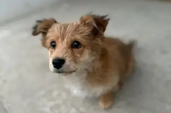 Найдена собака, Батайск, фото: Щенок найден: Красноярская ул., 82Б/18