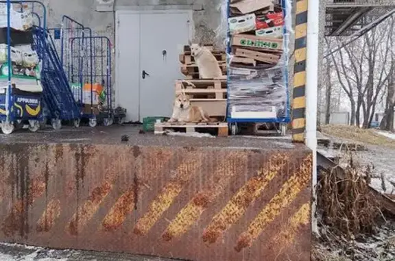 Найдена собака, Камышлов, фото: Собаки найдены у 